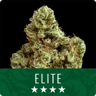Bumper OG